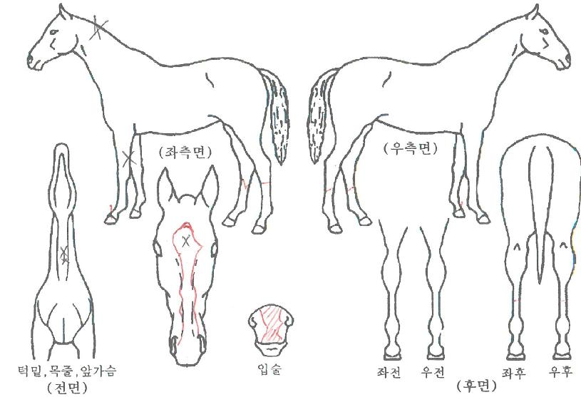 �Ѿ������ ����,���,�޸�,�λ�,�ٸ��� Ư¡����