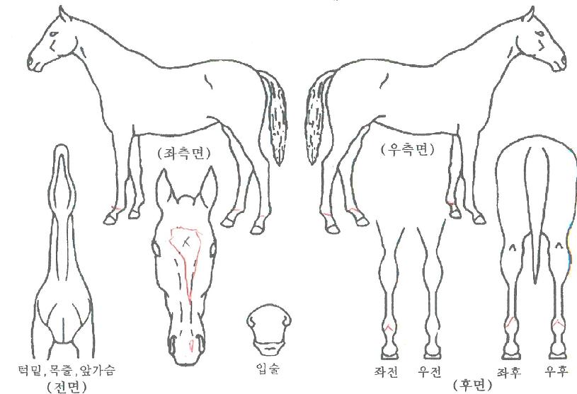 ¿¤µå·¡°ïÀÇ Ãø¸é,¿ì¸é,µÞ¸é,µÎ»ó,´Ù¸®ÀÇ Æ¯Â¡µµÇØ