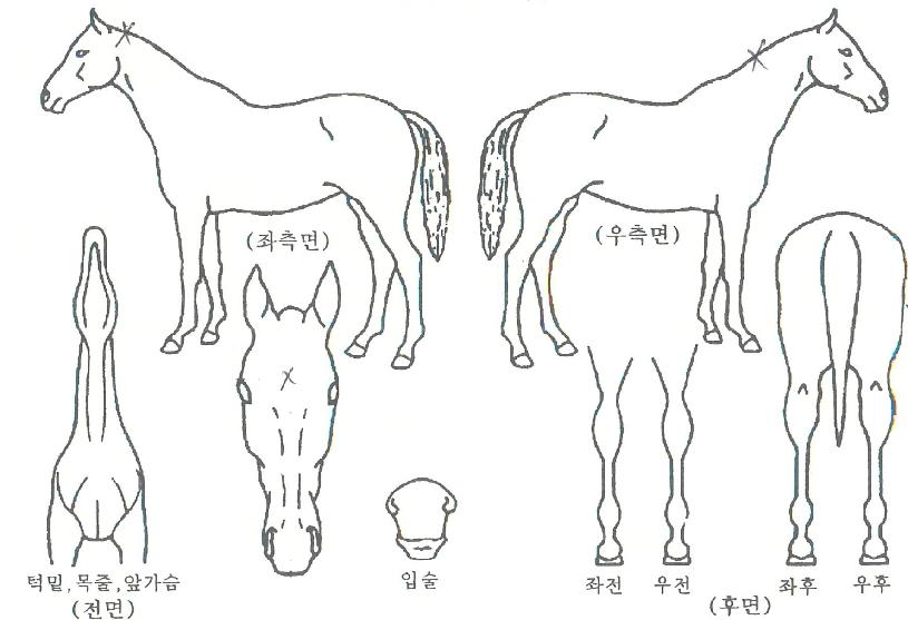 õ³âÀǰÀÇ Ãø¸é,¿ì¸é,µÞ¸é,µÎ»ó,´Ù¸®ÀÇ Æ¯Â¡µµÇØ