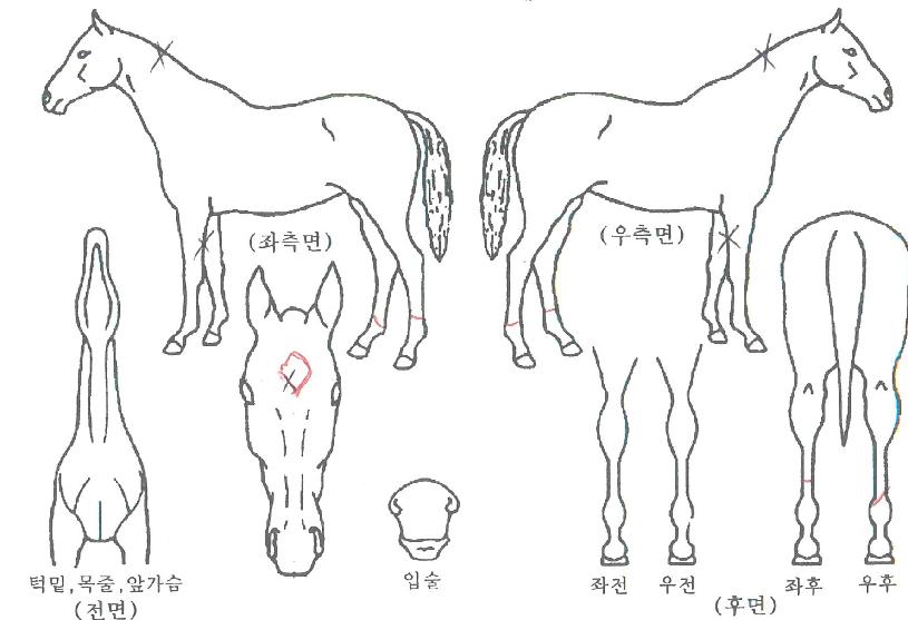 ¼±´õµ¼ÀÇ Ãø¸é,¿ì¸é,µÞ¸é,µÎ»ó,´Ù¸®ÀÇ Æ¯Â¡µµÇØ