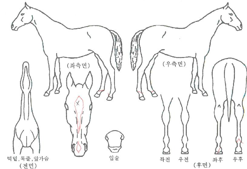 ���������� ����,���,�޸�,�λ�,�ٸ��� Ư¡����