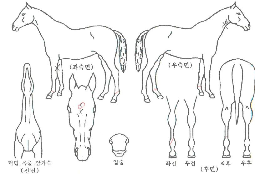 ¾ÆÀÏĹÀÇ Ãø¸é,¿ì¸é,µÞ¸é,µÎ»ó,´Ù¸®ÀÇ Æ¯Â¡µµÇØ