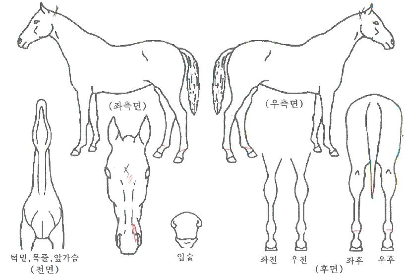 ½ÃÅ©¸´Çϸð´ÏÀÇ Ãø¸é,¿ì¸é,µÞ¸é,µÎ»ó,´Ù¸®ÀÇ Æ¯Â¡µµÇØ