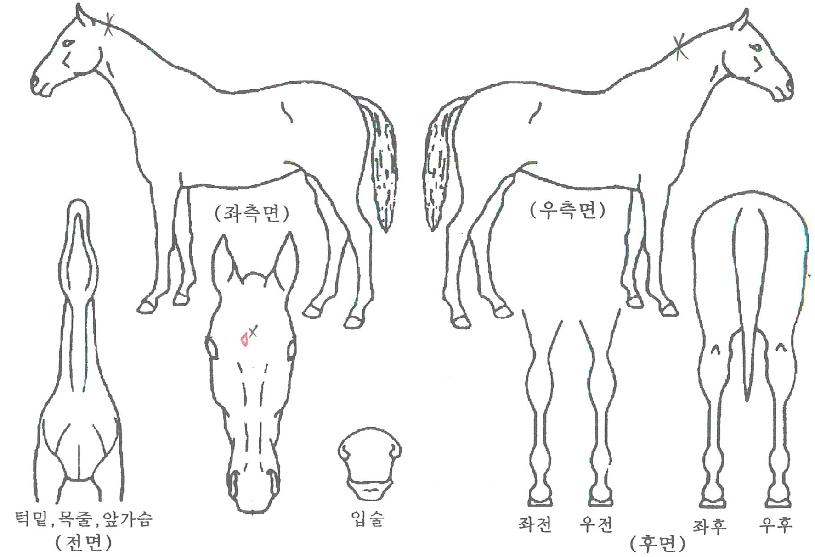 ���׸����� ����,���,�޸�,�λ�,�ٸ��� Ư¡����