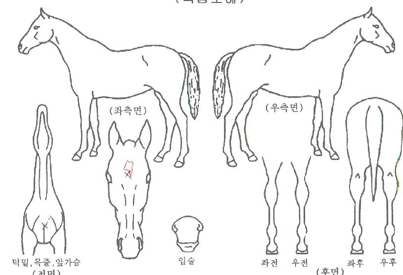 ���Ž��� ����,���,�޸�,�λ�,�ٸ��� Ư¡����