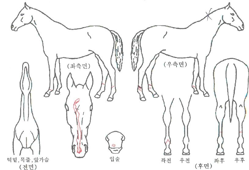 ¸¶ÆÐºÀÀÇ Ãø¸é,¿ì¸é,µÞ¸é,µÎ»ó,´Ù¸®ÀÇ Æ¯Â¡µµÇØ