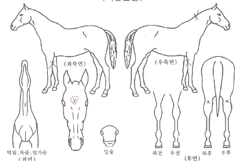 ���ǵ�Ȳ���� ����,���,�޸�,�λ�,�ٸ��� Ư¡����