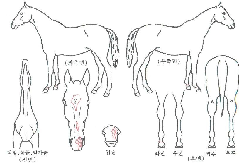 ����Ǯ������ ����,���,�޸�,�λ�,�ٸ��� Ư¡����