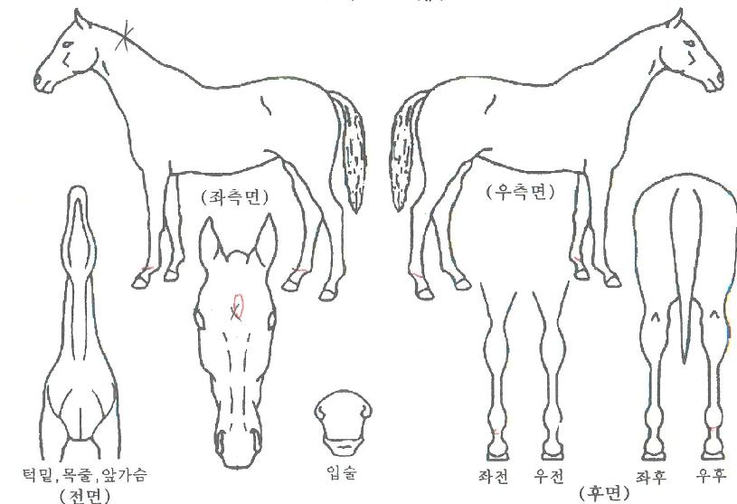 ÃÖ°íºñ»óÀÇ Ãø¸é,¿ì¸é,µÞ¸é,µÎ»ó,´Ù¸®ÀÇ Æ¯Â¡µµÇØ