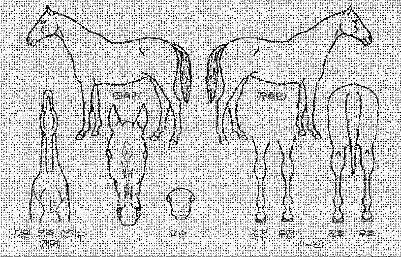 ûdz³ÇâÀÇ Ãø¸é,¿ì¸é,µÞ¸é,µÎ»ó,´Ù¸®ÀÇ Æ¯Â¡µµÇØ
