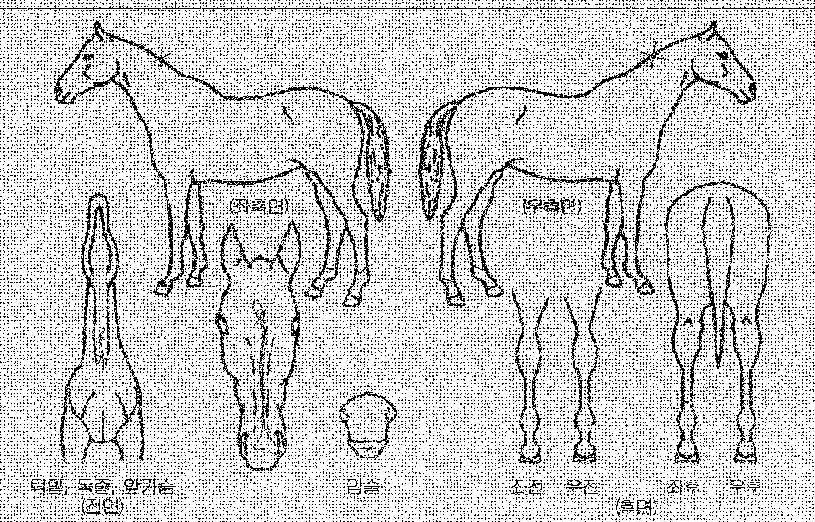 ³ëÇǰõ³ª¸£»þÀÇ Ãø¸é,¿ì¸é,µÞ¸é,µÎ»ó,´Ù¸®ÀÇ Æ¯Â¡µµÇØ