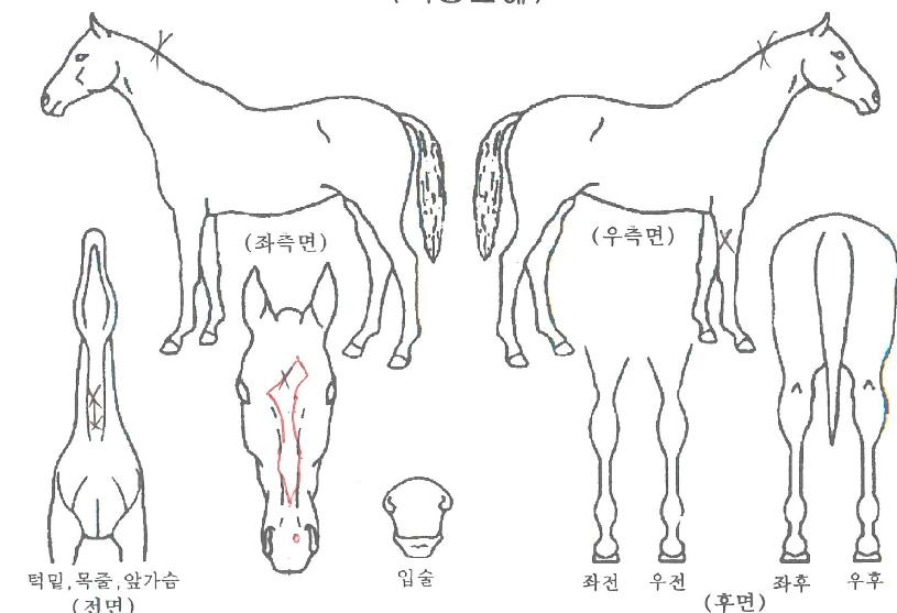 ��ũ���屺�� ����,���,�޸�,�λ�,�ٸ��� Ư¡����