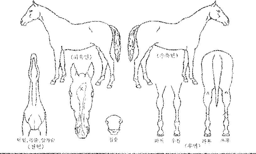 ´ëÁöÀÇ»õ½ÏÀÇ Ãø¸é,¿ì¸é,µÞ¸é,µÎ»ó,´Ù¸®ÀÇ Æ¯Â¡µµÇØ