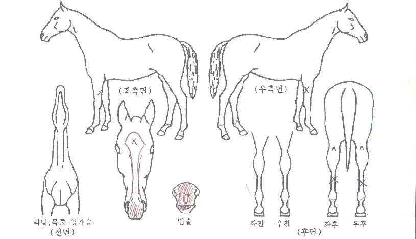 Ⱦ����� ����,���,�޸�,�λ�,�ٸ��� Ư¡����