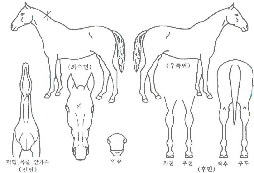 º¸ÀºÀDzÞÀÇ Ãø¸é,¿ì¸é,µÞ¸é,µÎ»ó,´Ù¸®ÀÇ Æ¯Â¡µµÇØ