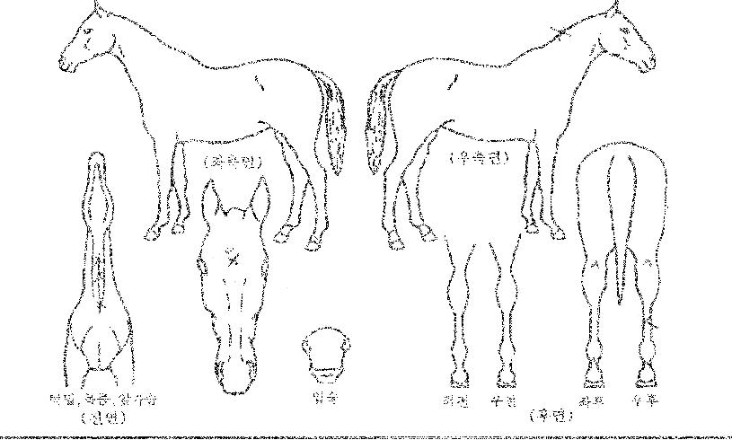 �������̷��� ����,���,�޸�,�λ�,�ٸ��� Ư¡����