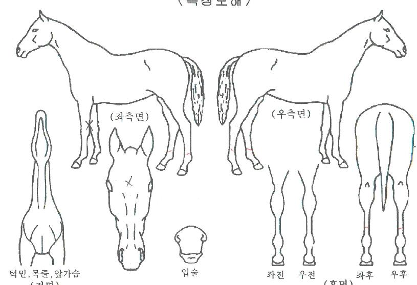 À§³Ê½ÅµðÀÇ Ãø¸é,¿ì¸é,µÞ¸é,µÎ»ó,´Ù¸®ÀÇ Æ¯Â¡µµÇØ