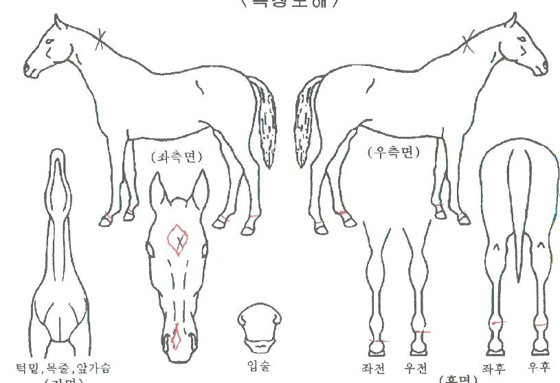 »÷µåèÇÁÀÇ Ãø¸é,¿ì¸é,µÞ¸é,µÎ»ó,´Ù¸®ÀÇ Æ¯Â¡µµÇØ