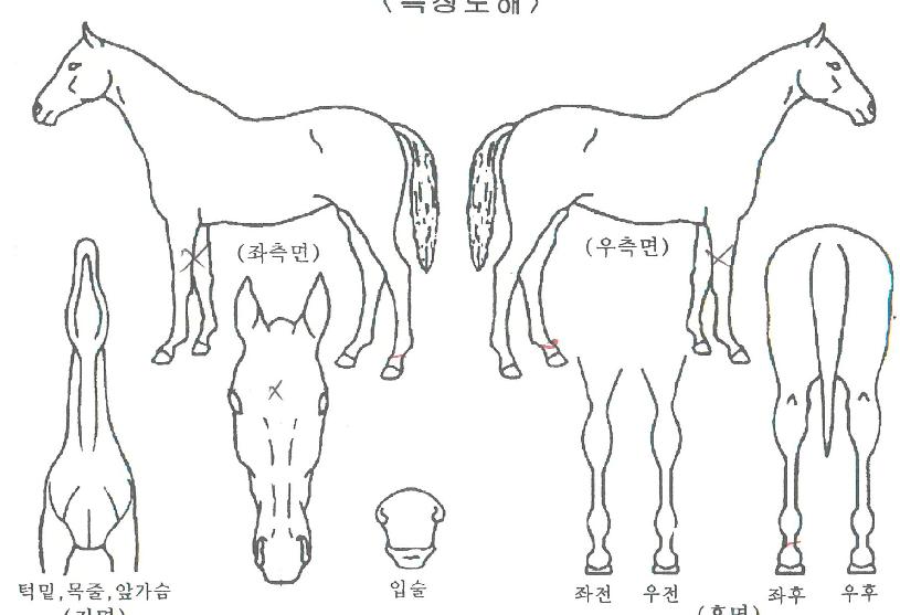 ¹ú¸¶ÃµÇÏÀÇ Ãø¸é,¿ì¸é,µÞ¸é,µÎ»ó,´Ù¸®ÀÇ Æ¯Â¡µµÇØ