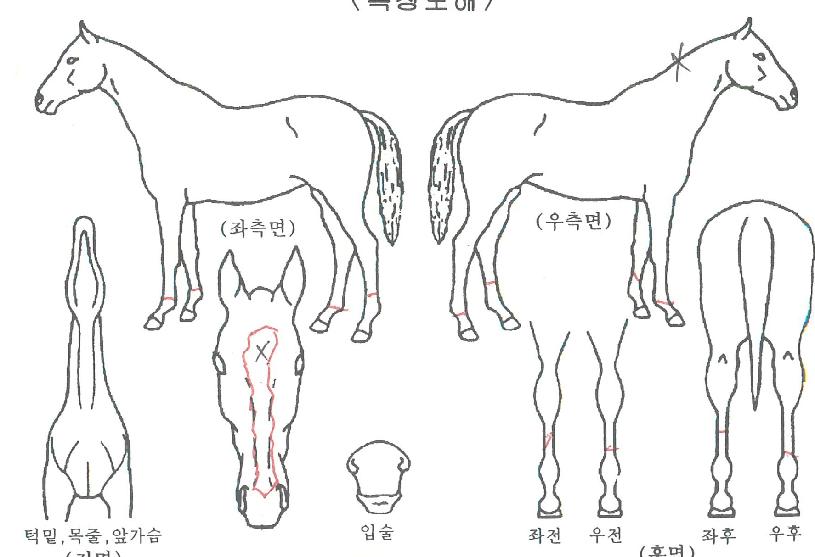 ´õÁöÁ¸ÀÇ Ãø¸é,¿ì¸é,µÞ¸é,µÎ»ó,´Ù¸®ÀÇ Æ¯Â¡µµÇØ