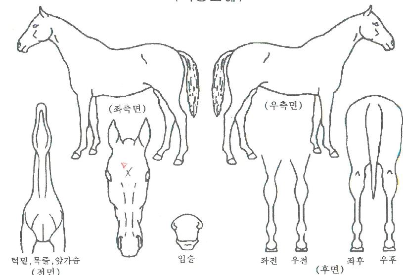 ÄÀÇ Ãø¸é,¿ì¸é,µÞ¸é,µÎ»ó,´Ù¸®ÀÇ Æ¯Â¡µµÇØ