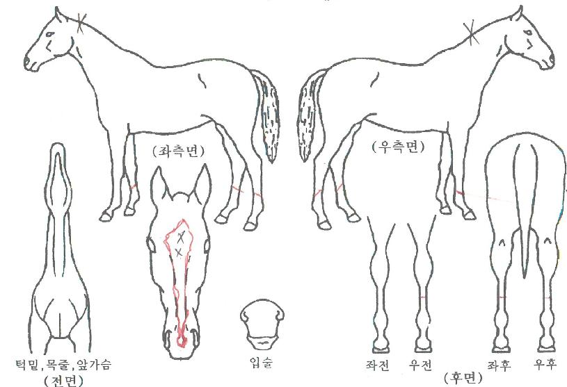 ¸á¹ø°ÉÀÚ¸¶ÀÇ Ãø¸é,¿ì¸é,µÞ¸é,µÎ»ó,´Ù¸®ÀÇ Æ¯Â¡µµÇØ