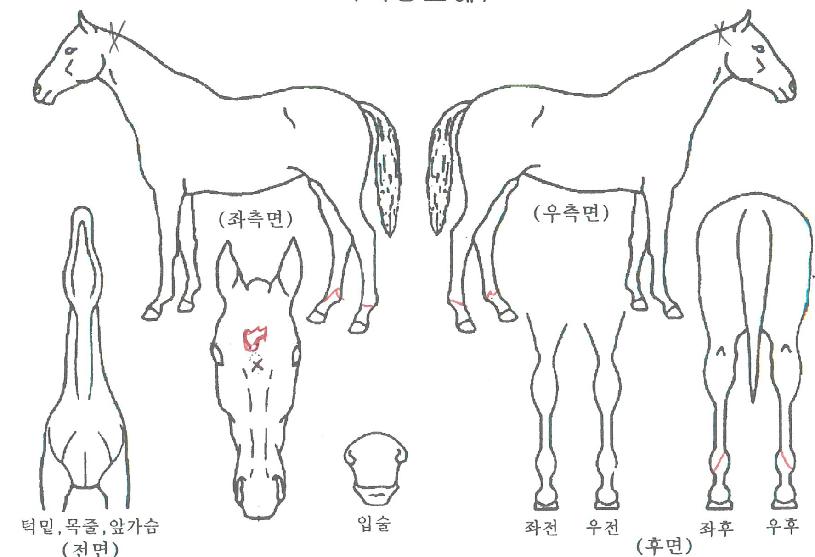 ·Ï´í¼ÀÇ Ãø¸é,¿ì¸é,µÞ¸é,µÎ»ó,´Ù¸®ÀÇ Æ¯Â¡µµÇØ