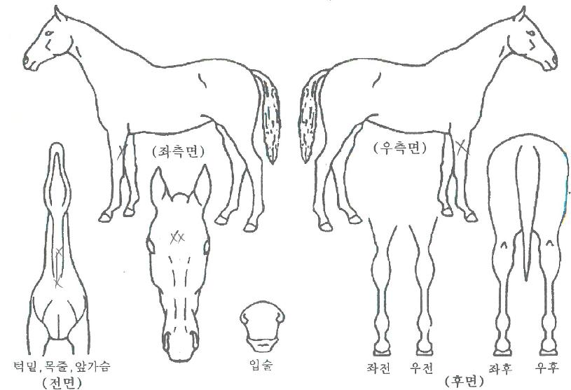 ��õ������� ����,���,�޸�,�λ�,�ٸ��� Ư¡����