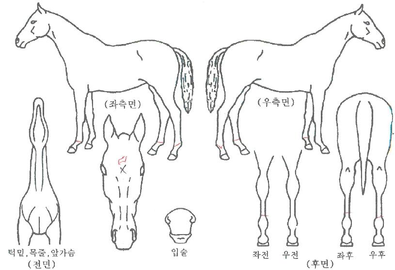 ÁÖ¿¬ÀÇ Ãø¸é,¿ì¸é,µÞ¸é,µÎ»ó,´Ù¸®ÀÇ Æ¯Â¡µµÇØ