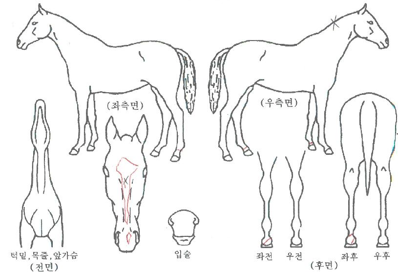 û´ãÄýÁîÀÇ Ãø¸é,¿ì¸é,µÞ¸é,µÎ»ó,´Ù¸®ÀÇ Æ¯Â¡µµÇØ