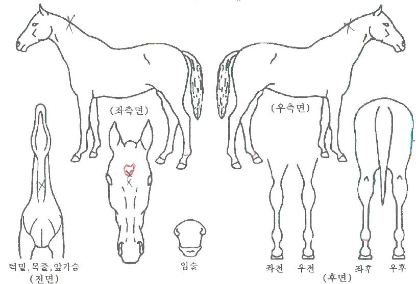 �����ϵ��� ����,���,�޸�,�λ�,�ٸ��� Ư¡����