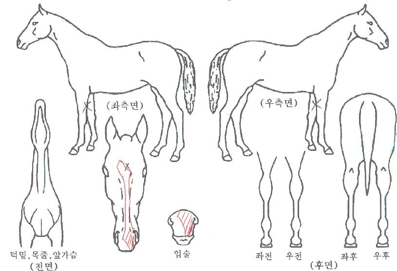 ÃÊÀθ¶ÀÇ Ãø¸é,¿ì¸é,µÞ¸é,µÎ»ó,´Ù¸®ÀÇ Æ¯Â¡µµÇØ