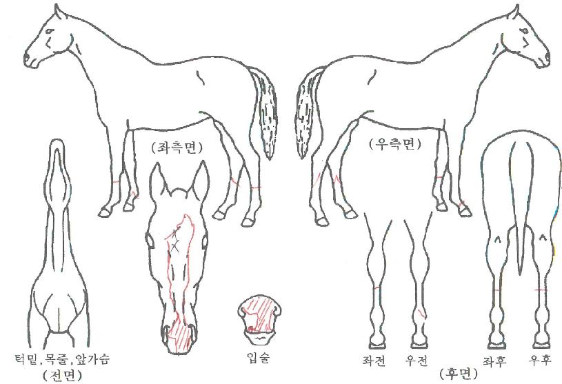 ¿µÃµ´õºñÀÇ Ãø¸é,¿ì¸é,µÞ¸é,µÎ»ó,´Ù¸®ÀÇ Æ¯Â¡µµÇØ