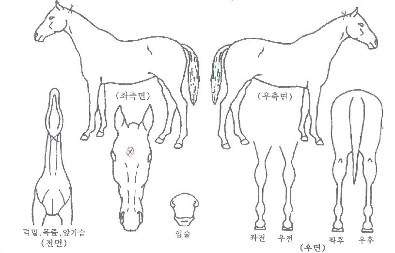 ±×¸°ÄÉÀÌÀÇ Ãø¸é,¿ì¸é,µÞ¸é,µÎ»ó,´Ù¸®ÀÇ Æ¯Â¡µµÇØ