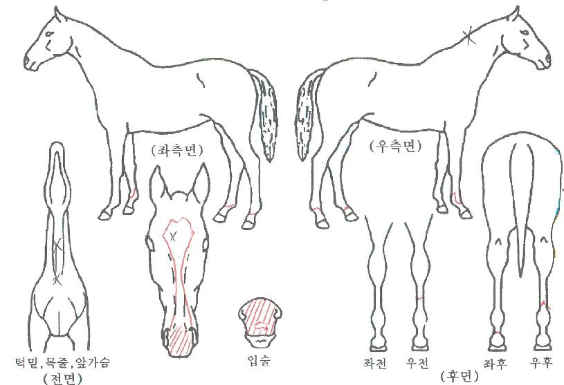 ¸·°¿¡À̽ºÀÇ Ãø¸é,¿ì¸é,µÞ¸é,µÎ»ó,´Ù¸®ÀÇ Æ¯Â¡µµÇØ