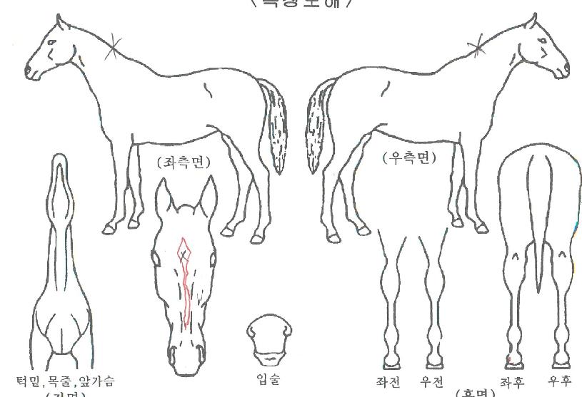 »ï¾ÖÁøÁÖÀÇ Ãø¸é,¿ì¸é,µÞ¸é,µÎ»ó,´Ù¸®ÀÇ Æ¯Â¡µµÇØ