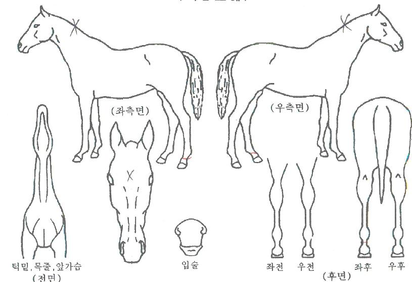 �Һ��� ����,���,�޸�,�λ�,�ٸ��� Ư¡����