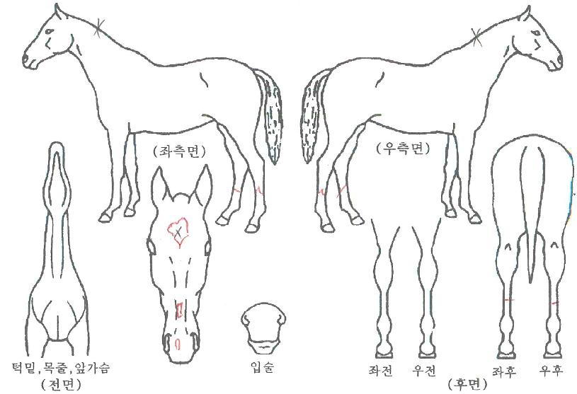 ¿¢Åæºí·¹À̵åÀÇ Ãø¸é,¿ì¸é,µÞ¸é,µÎ»ó,´Ù¸®ÀÇ Æ¯Â¡µµÇØ