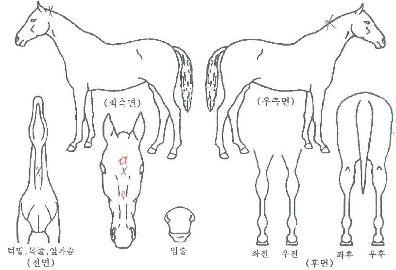 ÇÑ¾ç°øÁÖÀÇ Ãø¸é,¿ì¸é,µÞ¸é,µÎ»ó,´Ù¸®ÀÇ Æ¯Â¡µµÇØ