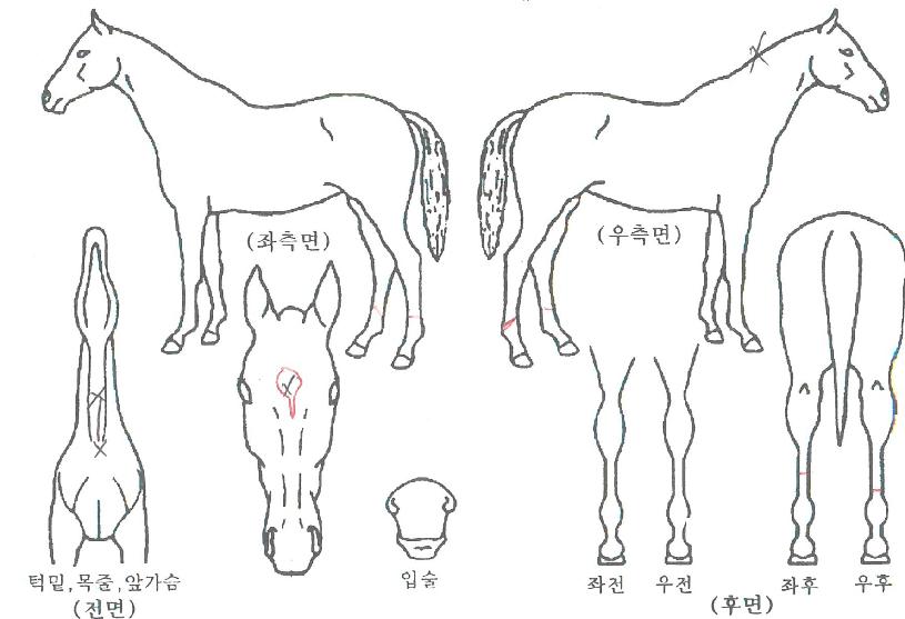 ÅÊÀ̹ÙÀÌÆ®ÀÇ Ãø¸é,¿ì¸é,µÞ¸é,µÎ»ó,´Ù¸®ÀÇ Æ¯Â¡µµÇØ