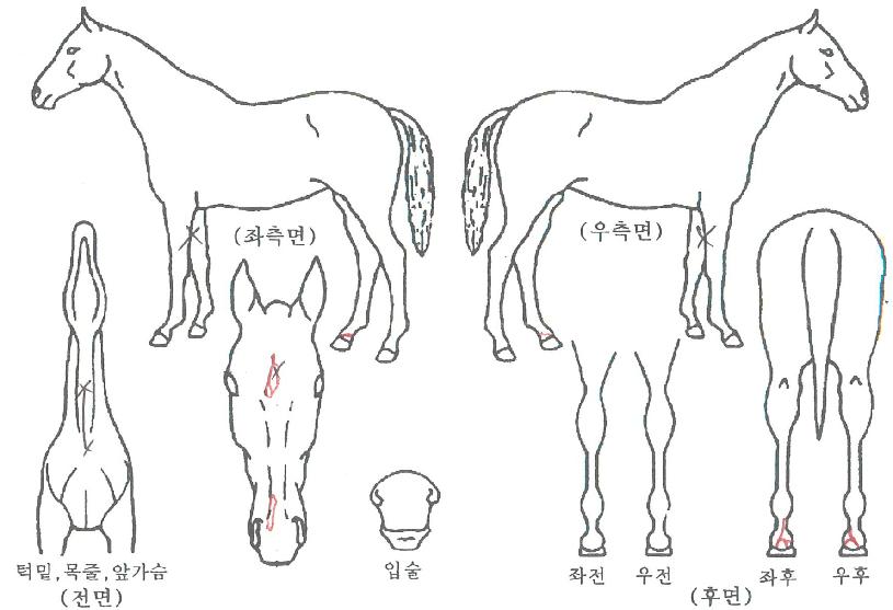 ¼ÒÁßÇѼººÒÀÇ Ãø¸é,¿ì¸é,µÞ¸é,µÎ»ó,´Ù¸®ÀÇ Æ¯Â¡µµÇØ