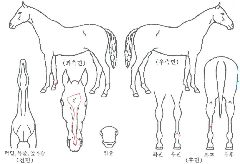 �����޸��� ����,���,�޸�,�λ�,�ٸ��� Ư¡����