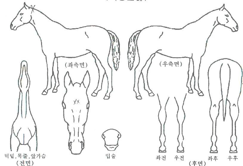 ¿ªÀüÀǸ¶¸¶ÀÇ Ãø¸é,¿ì¸é,µÞ¸é,µÎ»ó,´Ù¸®ÀÇ Æ¯Â¡µµÇØ