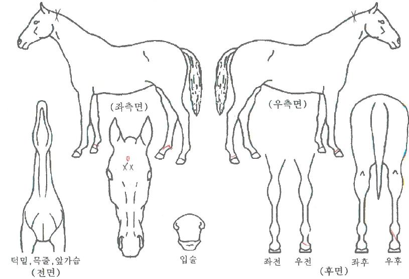 �Ⱑ����Ʈ�� ����,���,�޸�,�λ�,�ٸ��� Ư¡����