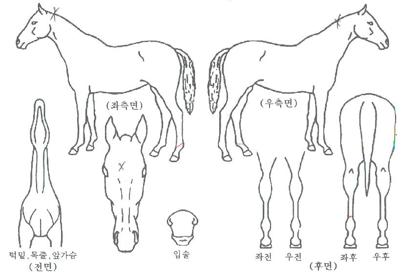 ¿ä¼ú·¥ÇÁÀÇ Ãø¸é,¿ì¸é,µÞ¸é,µÎ»ó,´Ù¸®ÀÇ Æ¯Â¡µµÇØ