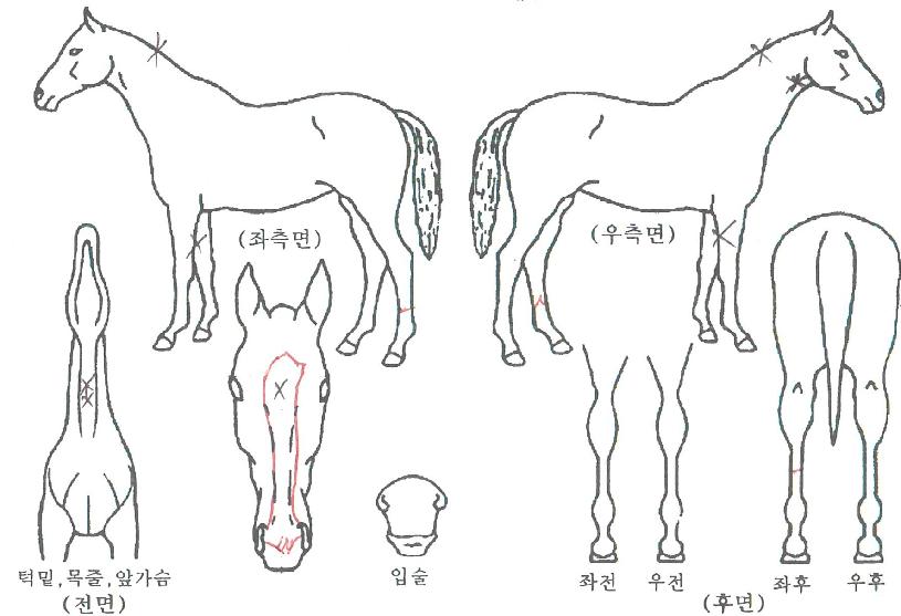 ±Ý¼øÀ¯ÀÇ Ãø¸é,¿ì¸é,µÞ¸é,µÎ»ó,´Ù¸®ÀÇ Æ¯Â¡µµÇØ