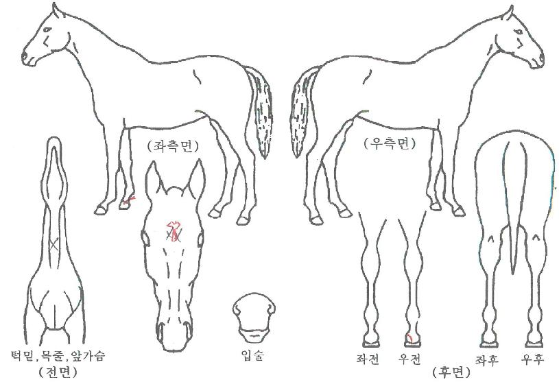 ����̵������� ����,���,�޸�,�λ�,�ٸ��� Ư¡����