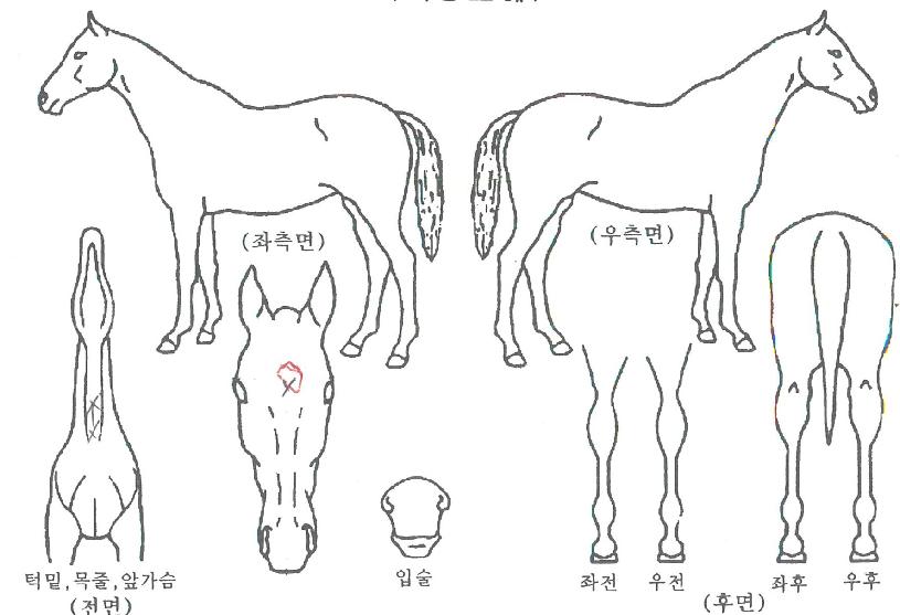 ¿ìµå·±ÀÚ¸¶ÀÇ Ãø¸é,¿ì¸é,µÞ¸é,µÎ»ó,´Ù¸®ÀÇ Æ¯Â¡µµÇØ