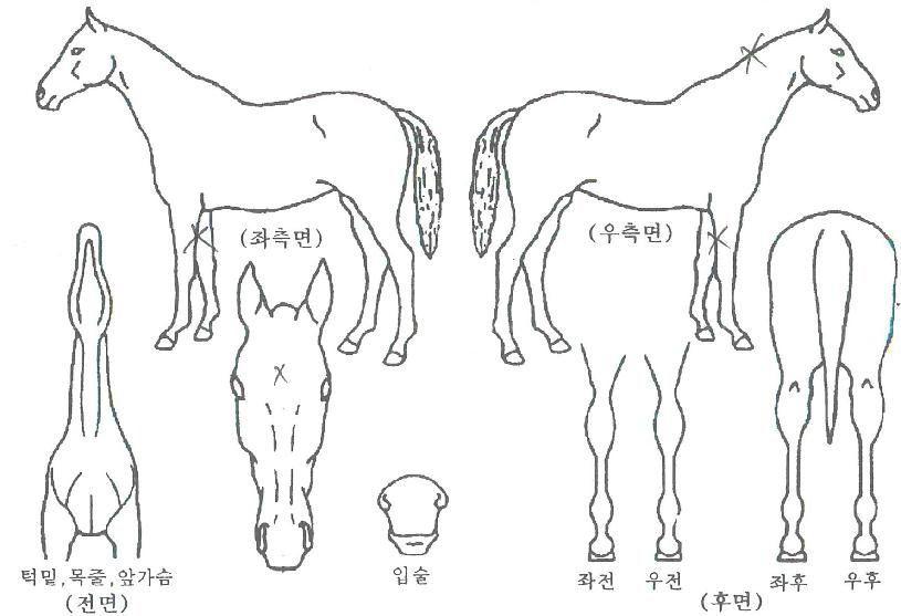 ĳ����Ŀ�� ����,���,�޸�,�λ�,�ٸ��� Ư¡����