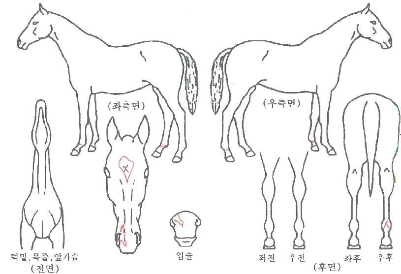 ¸Ó´ÏÄýÀÚ¸¶ÀÇ Ãø¸é,¿ì¸é,µÞ¸é,µÎ»ó,´Ù¸®ÀÇ Æ¯Â¡µµÇØ